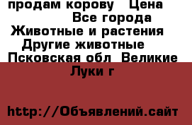 продам корову › Цена ­ 70 000 - Все города Животные и растения » Другие животные   . Псковская обл.,Великие Луки г.